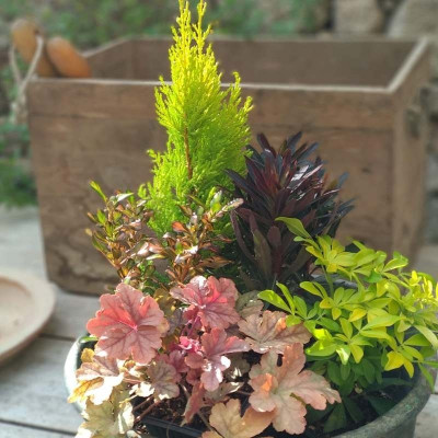 Vente assortiment de plantes pour pot ou jardinière saison automne-hiver