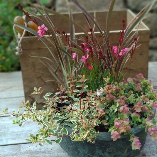 Vente assortiment de plantes pour pot ou jardinière saison automne-hiver