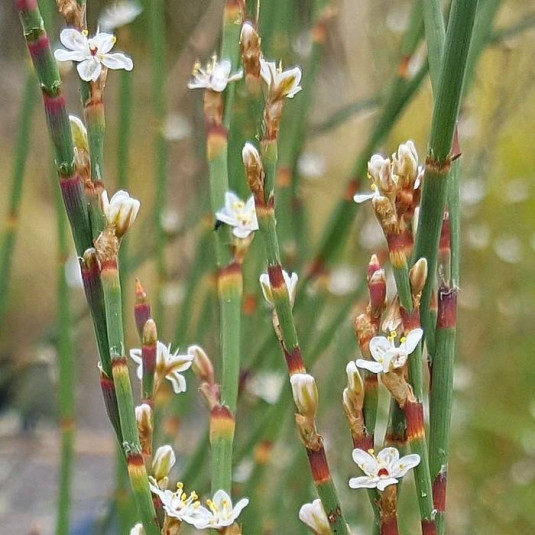 Polygonum scoparium - Vente plant de Renouée à balais - Persicaria vivace