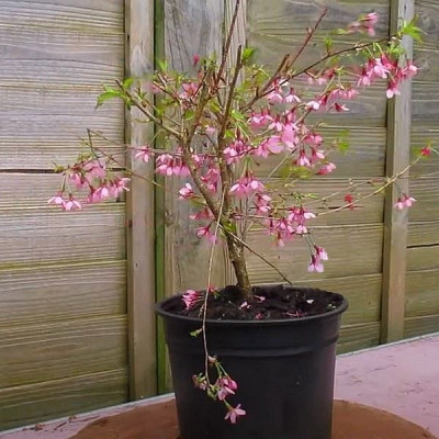 Prunus incisa 'Paean' - Vente Cerisier nain du Japon à fleurs roses