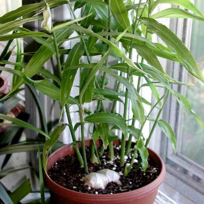 Achat jeune plant de Gingembre - Zingiber officinale