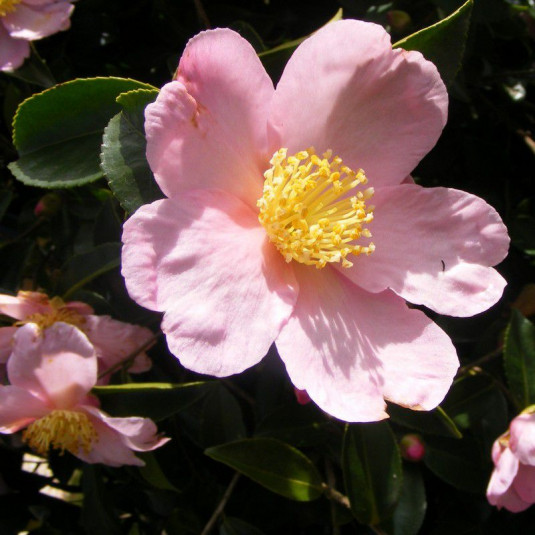 Camellia sasanqua 'Maiden's Blush' - Vente Camélia d'automne rose parfumé