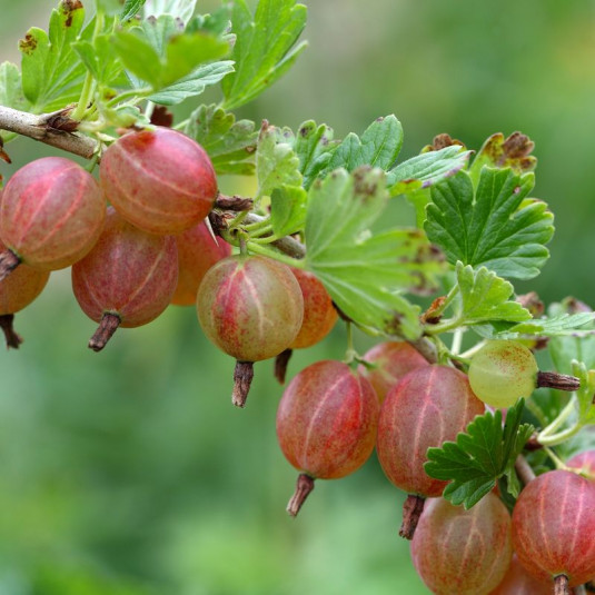 Groseillier à maquereau rouge - Vente Ribes uva-crispa 'Rokula'