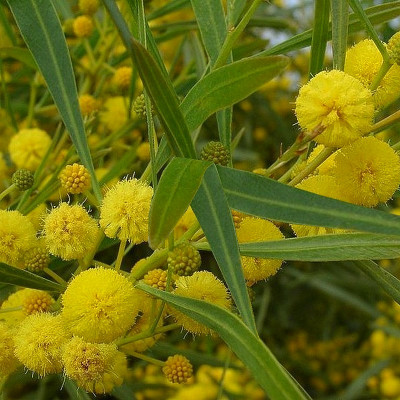 Mimosa des 4 saisons - Vente Acacia retinoides