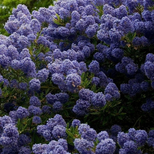 Céanothe persistante bleu foncé - Vente Ceanothus 'Blue Mound' - Lilas de  Californie