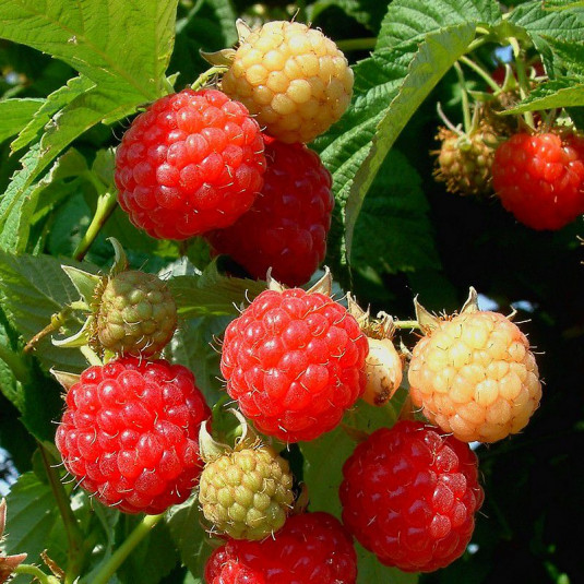 Rubus idaeus 'Polka' - Vente Framboisier rouge remontant