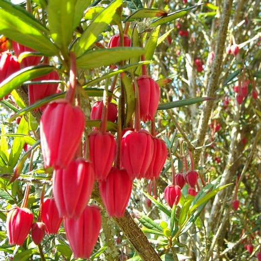 Arbre aux lanternes rose du Chili - Vente Crinodendron hookerianum