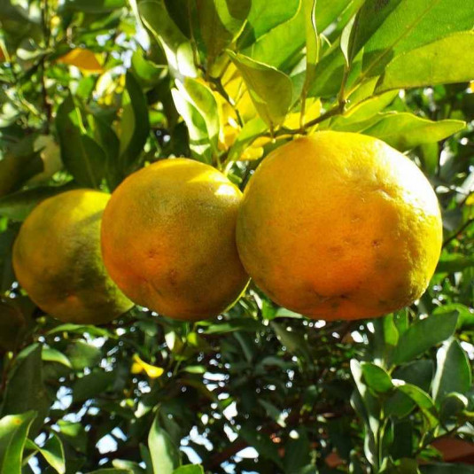 Plant de bergamote - Vente Citrus bergamia - Bergamotier de Calabre