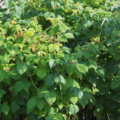 Framboisier jaune - Vente Rubus idaeus 'FallGold'