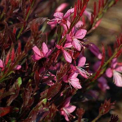 Gaura 'Crimson Butterflies'® - Vente Gaura rose à feuilles pourpres