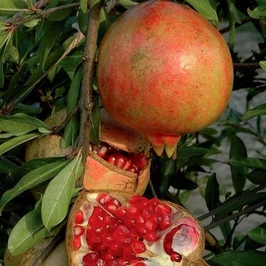 Punica granatum 'Dente di Leone' - Vente Grenadier fruit à grenade aigre  douce