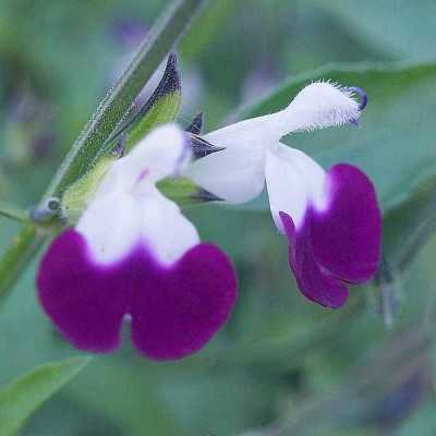 Sauge blanche avec fleurs violettes - Calliste Herboristerie