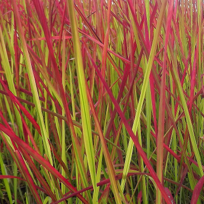 Imperata cylindrica 'Red Baron' - Vente Herbe sanglante - Graminée rouge