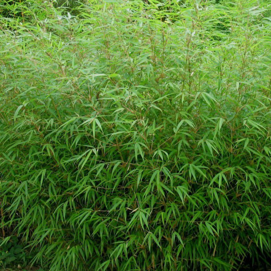 Fargesia rufa - Vente Bambou cespiteux