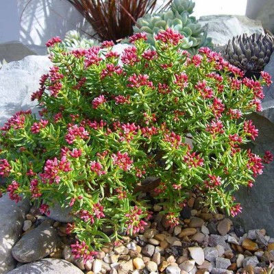 Crassula sarcocaulis - Vente plante succulente rustique