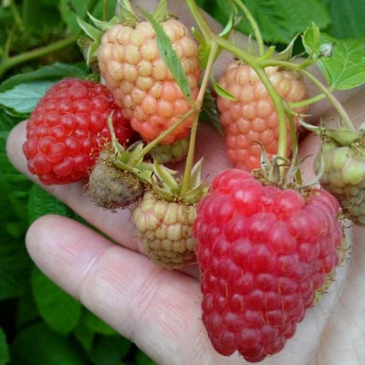 Framboisier remontant à gros fruits rouges - Vente Rubus idaeus 'Marastar'