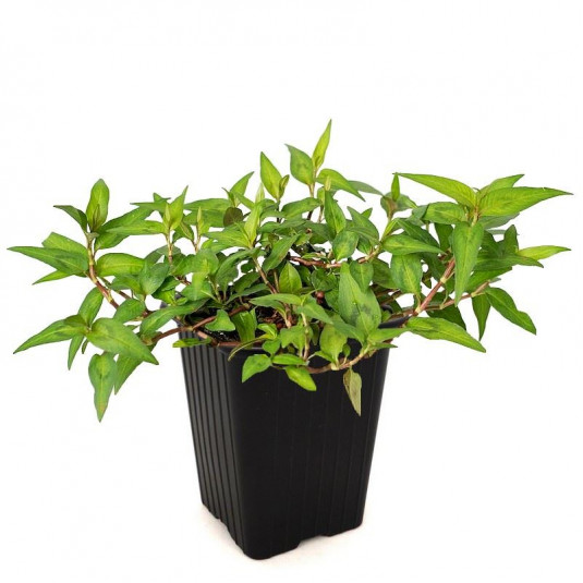 Coriandre vietnamienne - Rau Ram - Vente plant de Persicaria odorata
