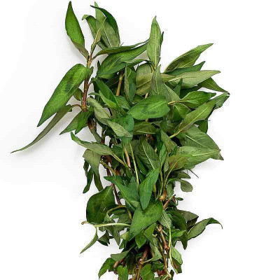 Coriandre vietnamienne - Rau Ram - Vente plant de Persicaria odorata