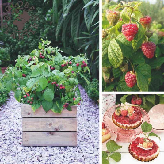 Framboisier nain à fructification rapide - Vente Rubus idaeus Rustica®  'Yummy'
