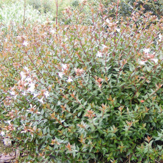 Abelia grandiflora 'Prostrata' - Vente Abélia nain