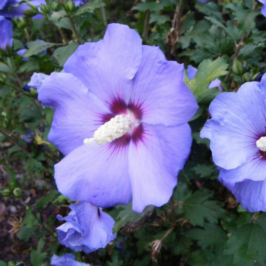 Hibiscus syriacus 'Marina' - Vente Ketmie du Japon - Althaea bleu