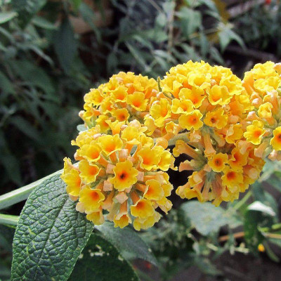 Buddleia weyeriana 'Sungold' - Vente Arbre aux papillons jaune - Buddleja  de Weyer
