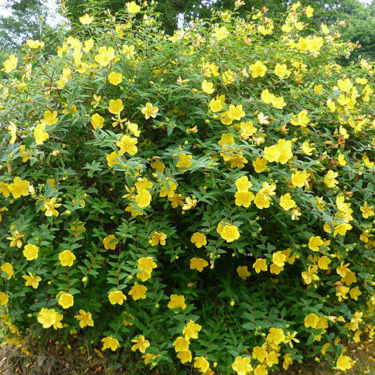 Hypericum 'Hidcote' - Vente Millepertuis arbustif jaune