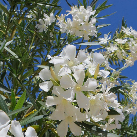 Nerium oleander 'Alsace' - Vente Laurier rose blanc