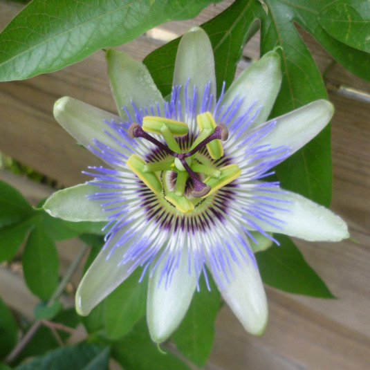 Passiflore bleue - Passiflora caerulea - Fleur de la passion