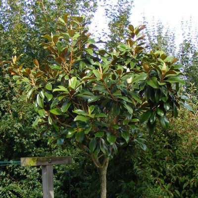 Magnolia grandiflora 'Nannetensis' - Vente Magnolia double blanc 'Le  Nantais'