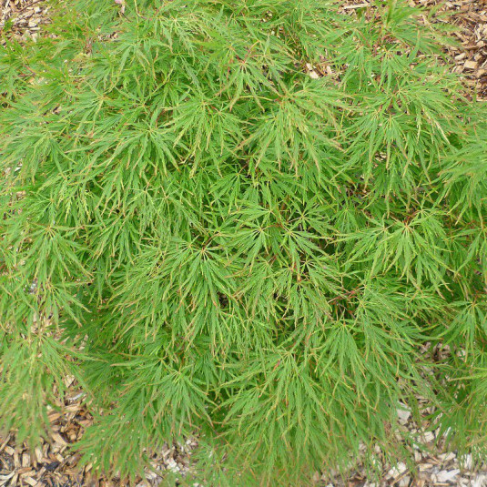 Erable du Japon vert - Vente Acer palmatum 'Dissectum Viridis'