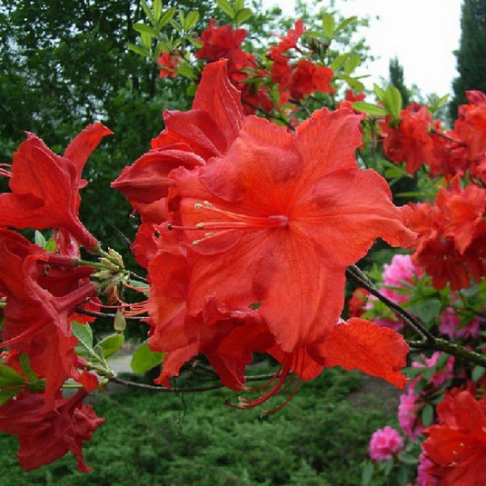 Rhododendron mollis 'Hotspur Red' - Vente Azalée de Chine caduque rouge