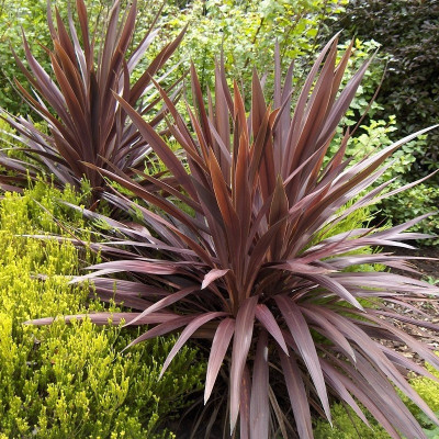 Cordyline 'Red Star' - Vente plant Dracaena australis pourpre