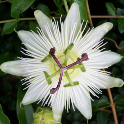 Fleur de la passion blanche - Vente Passiflora caerulea 'Constance Eliott'