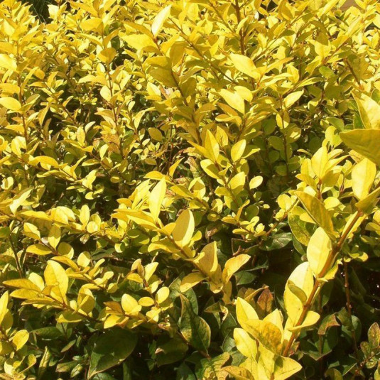 Troène de Californie doré - Vente Ligustrum ovalifolium 'Lemon Lime'®