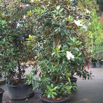 Magnolia grandiflora 'Little Gem' - Vente Magnolia blanc d'été