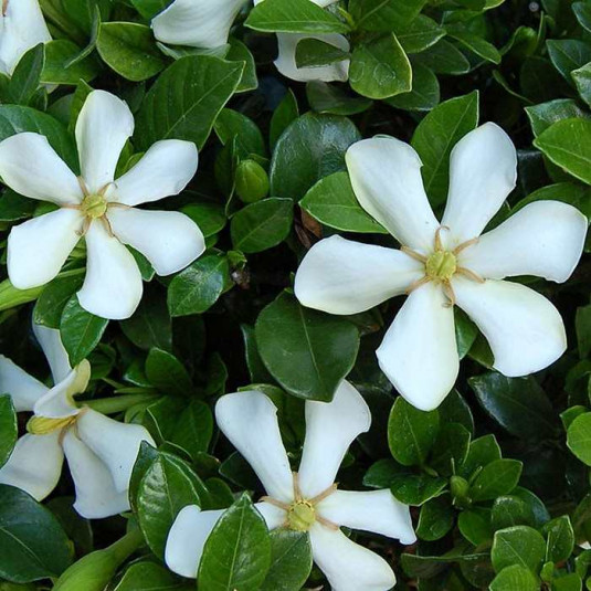 Jasmin du Cap rustique 'Pinwheel'® - Vente Gardenia augusta 'Highlights  Pinwheel'® odorant