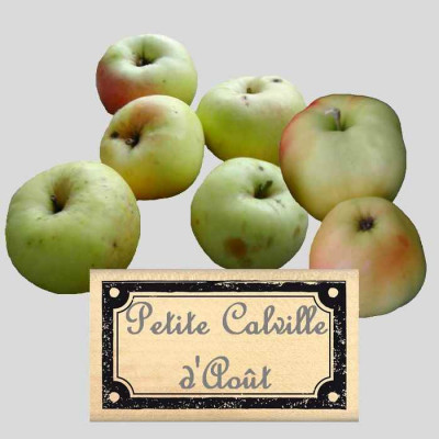 Pommier ancien à pommes d'été précoces - Vente Malus communis 'Calville  d'aout'