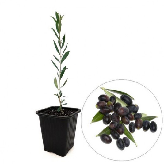 Olea europaea 'Caillette' - Vente plant d'Olivier Cailletier - Olive de Nice