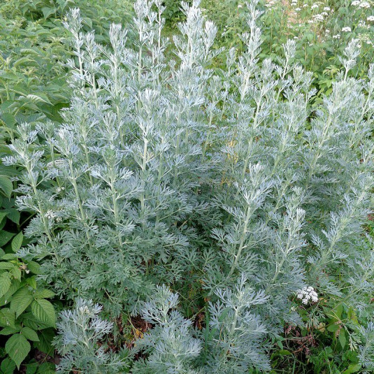 Absinthe plant - Vente Artemisia absinthium