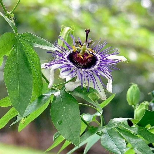 Passiflore résistante au froid - Vente Passiflora x colvillii - Fleurs de  la passion de Colville