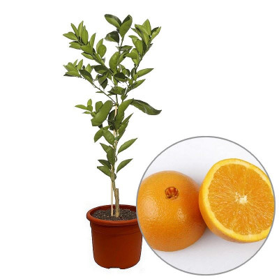 Citrus sinensis 'Washington Navel' - Vente Oranger Naveline - Orange à  nombril