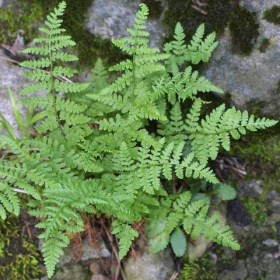 Petite fougère à frondes miniatures - Vente Woodsia obtusa