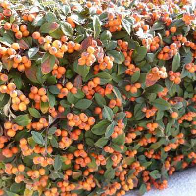 Vente Cotoneaster franchetii - Cotonéaster à baies oranges