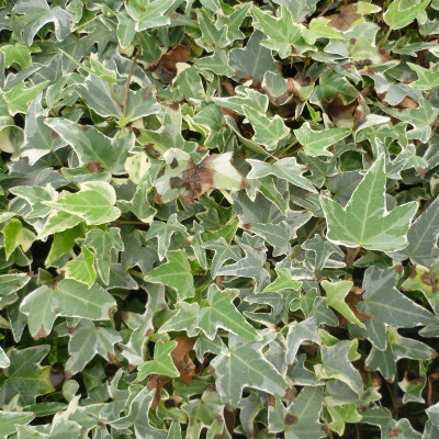 Lierre grimpant à feuilles sagittées - Vente Hedera helix 'Sagittifolia  Variegata'