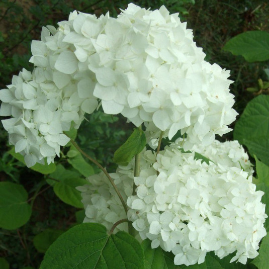 Hydrangea arborescens 'Annabelle' - Vente Hortensia arbustif à boule blanche
