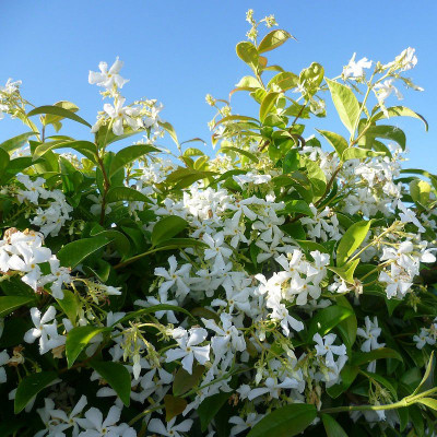 Trachelospermum jasminoides - Vente Jasmin blanc étoilé - Faux jasmin  parfumé