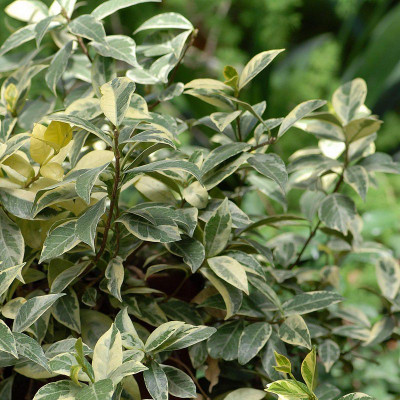 Trachelospermum jasminoides 'Variegatum' - Vente Jasmin panaché blanc étoilé