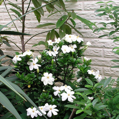 Jasmin du Cap - Vente Gardenia jasminoides 'Kleim's Hardy'