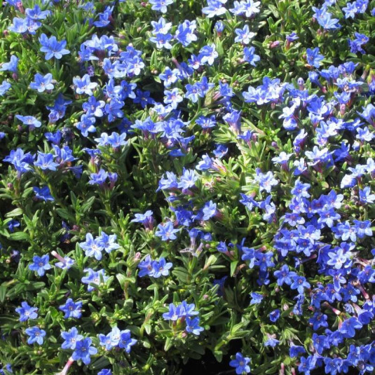 Lithodora diffusa 'Heavenly Blue' - Vente Gremil vivace bleu